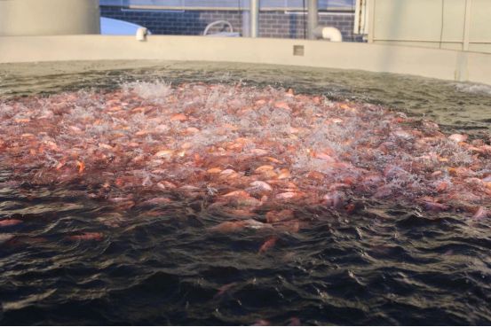 Analysis of Key points of Recirculating aquaculture system (Part 1)