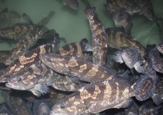 Aquatic people must see ， can not be ignored fish and shrimp stress!