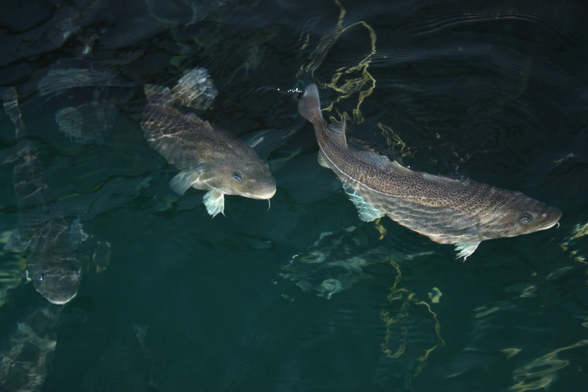 In September, aquatic people should focus on the prevention and control of these 8 diseases!