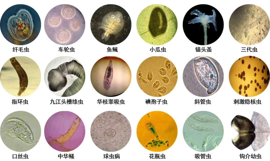 A must for fish farmers! Mandarin fish parasite disease identification and prevention overview!