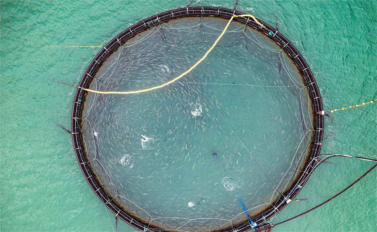 Factory recirculating aquaculture: What material is the most optimal aquaculture tank?