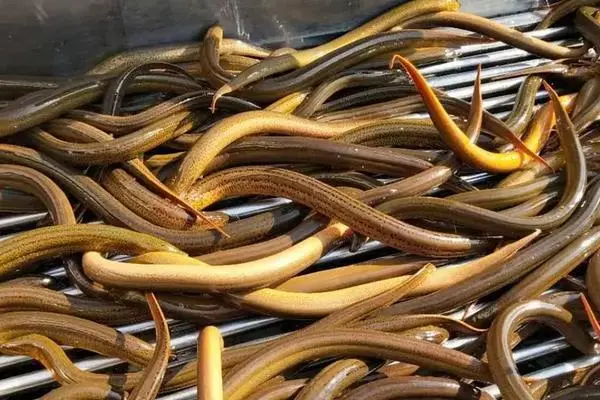 Raise eels in this way and the output per mu can reach 30,000 catties!