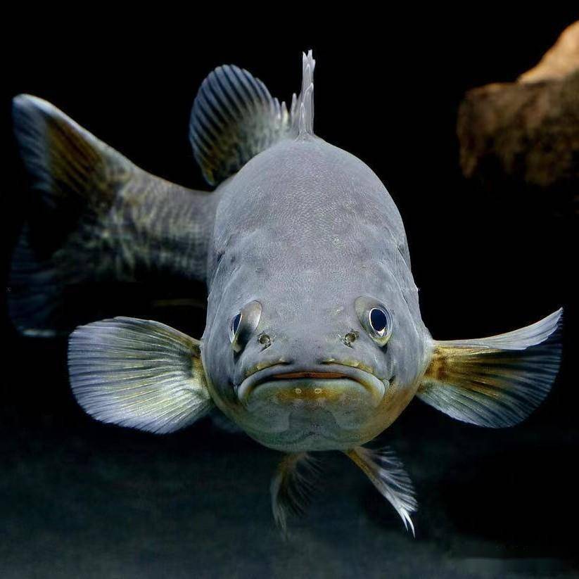 Recirculating aquaculture has added a new talent - freshwater precious fish Moray cod