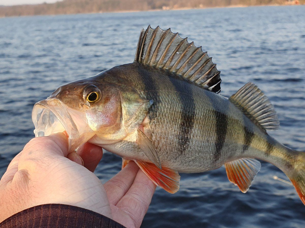 Fish appetite loss how to do? Here are four reasons and ways to deal with them