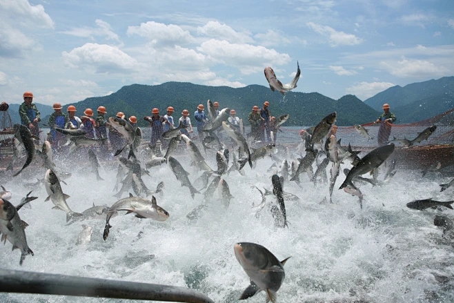 The bait factor is no longer high! How aquaculture saves money