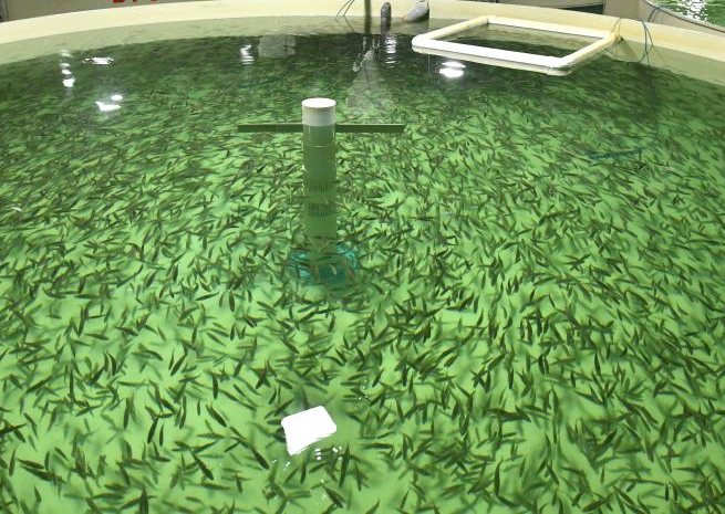 Factory circulating water breeding: What are the advantages?