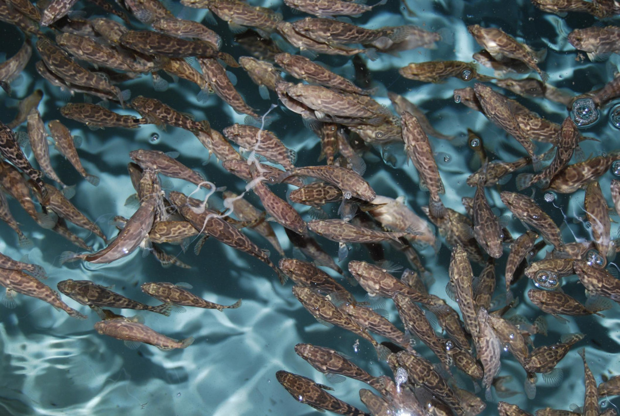 No experience in fish farming, can you invest in factory recirculating aquaculture?