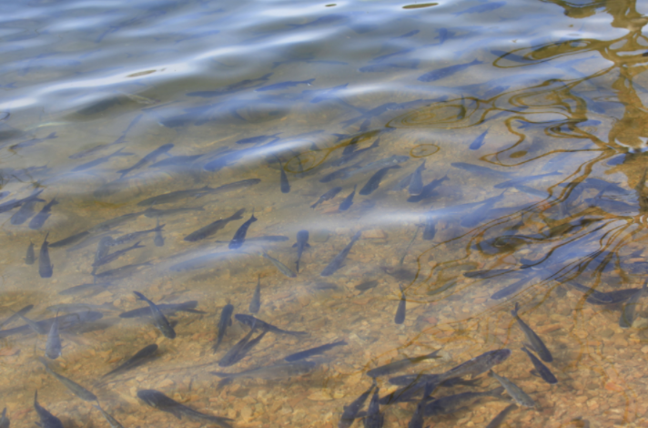 How to improve the survival rate of fish fry? From the selection of seedlings to put into farming overview!