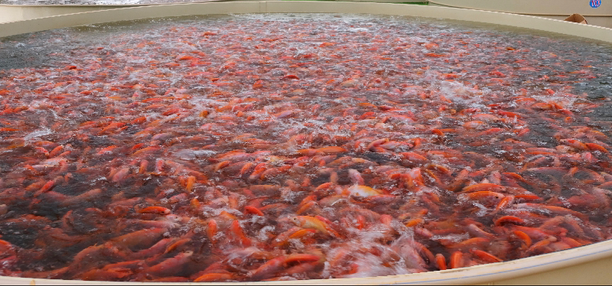 A pond to raise tens of thousands of pounds of fish, how to do?