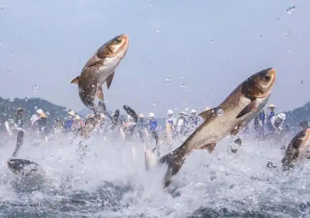 How to fertilize the pond scientifically in winter? Read a word!