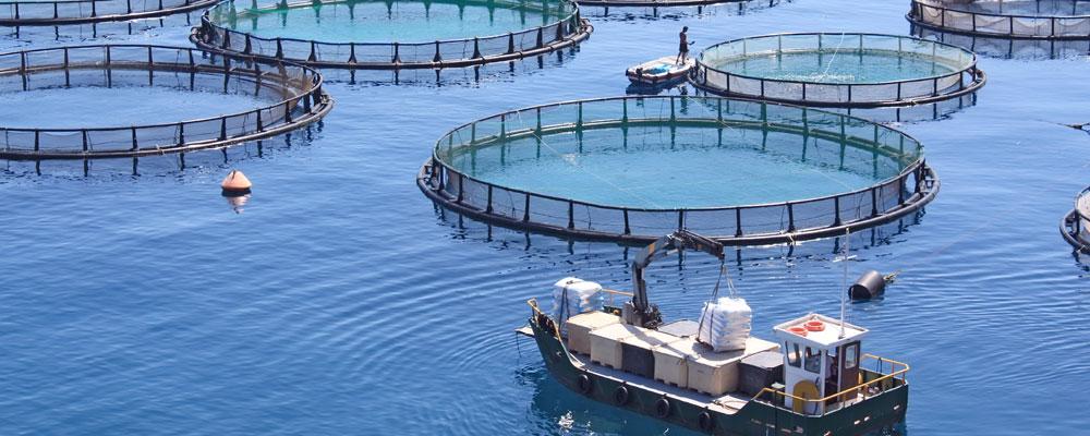 The development trend of aquaculture industry in 2025: intelligent, green and large-scale development