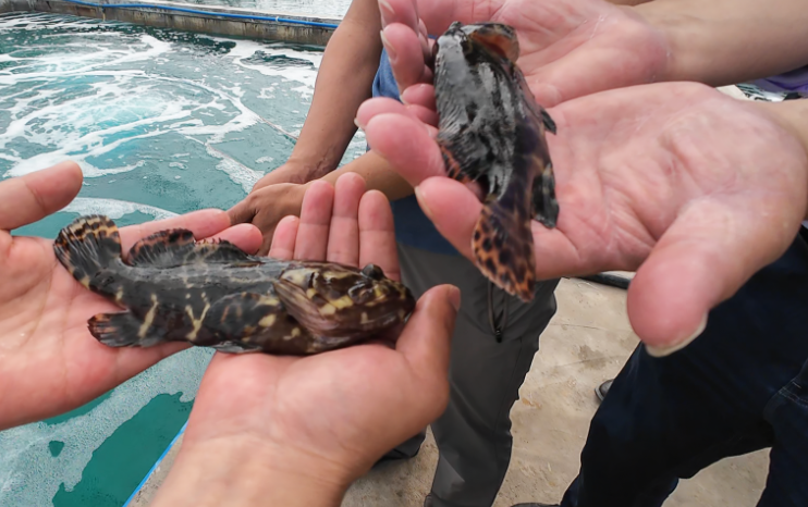 Protecting the health of winter grouper: Disease identification, prevention and control strategy