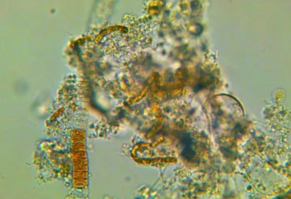 What water quality indicators should be monitored for high-density recirculating aquaculture?