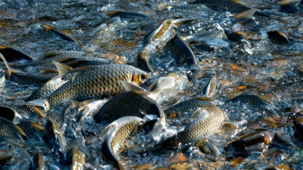 When the fish has these few behaviors, you need to pay attention!