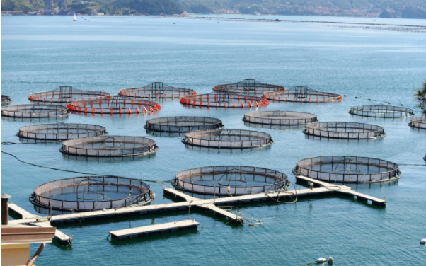 Hubei issued mandatory standards for aquaculture tail water pollutant discharge, aquaculture industry where to go?