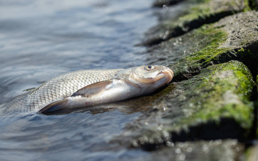 April aquaculture disease warning! How to prevent and control these high incidence diseases?