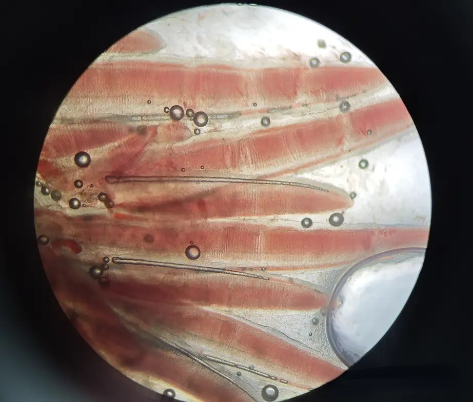 The first killer of fish fry 