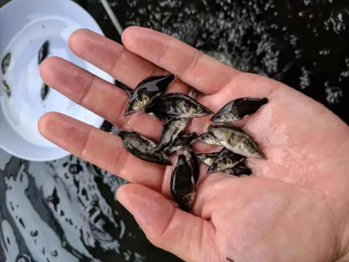 Unveiling the Big Problem of Thickening Mandarin Fish Fry: Have You Encountered These 