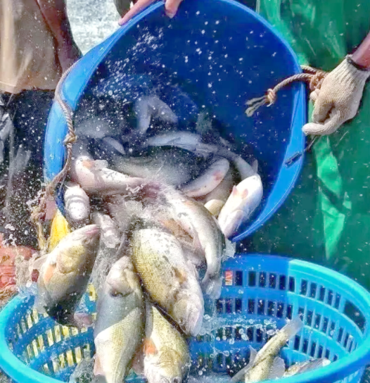 The secrets to raising California Bass well are revealed! From water quality to feeding, we'll teach you how to manage it step by step!