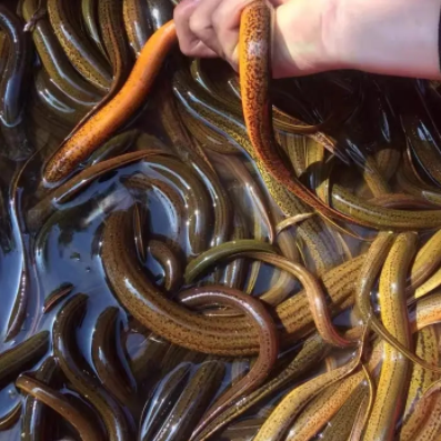 A must-have for eel farmers! A Comprehensive Guide to Identifying and Preventing Common Diseases of Eels!