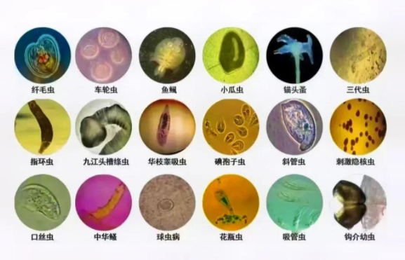 A Comprehensive Guide to Common Parasites in Aquaculture and Scientific Deworming