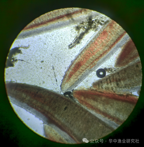 Did the Pelteobagrus fulvidraco suddenly stop eating? Don't panic! Here come the 5 major reasons and solutions!