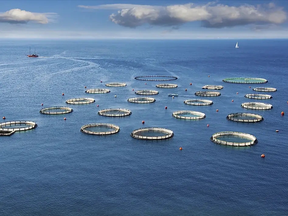 The total output value has exceeded 3.4 trillion yuan! The 2024 China Fishery Economic Statistical Bulletin has been released, and these highlights are worth paying attention to