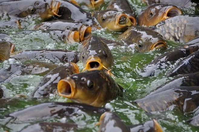 The cost of bait has been reduced by 30% directly! These secrets to reducing the feed conversion ratio are all used by experienced aquaculture experts