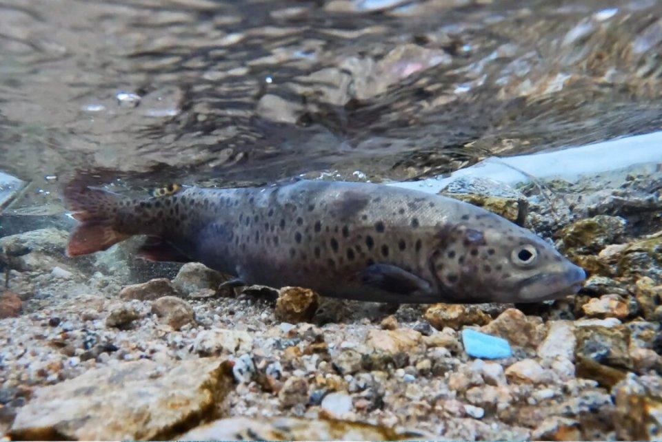 Endangered fish make a comeback! From the brink of extinction to sky-high farming prices