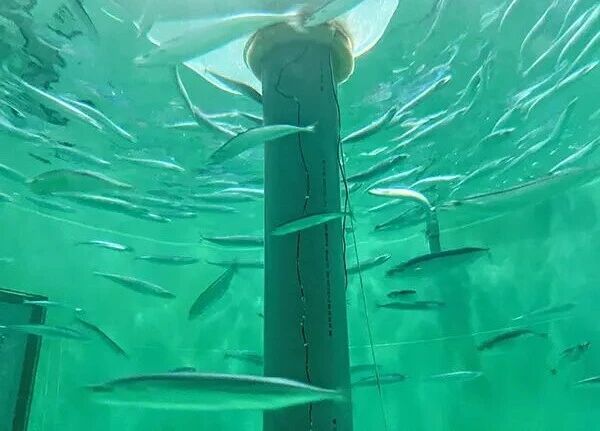 The world's first land-based mackerel farming has been achieved: within half a year, it has reached the market size, breaking the deadlock of resource decline