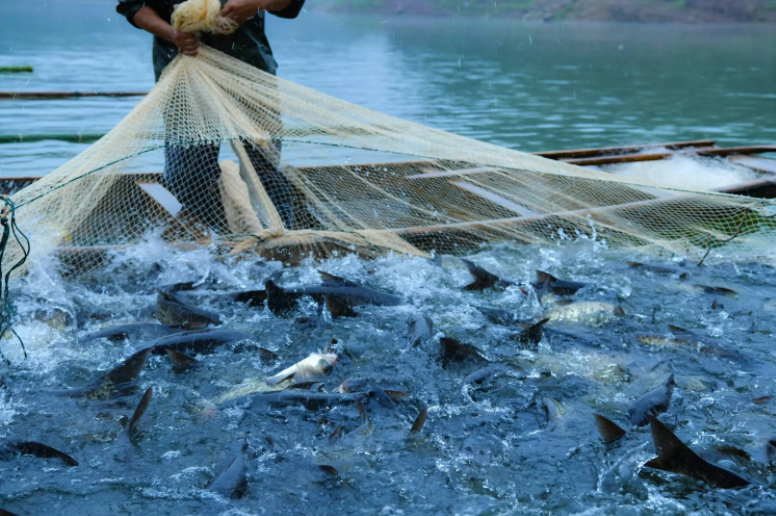 Don't just use it as a seasoning! 5 Great Uses of Garlic in Aquaculture: Natural, Resist-Free and Cost-effective