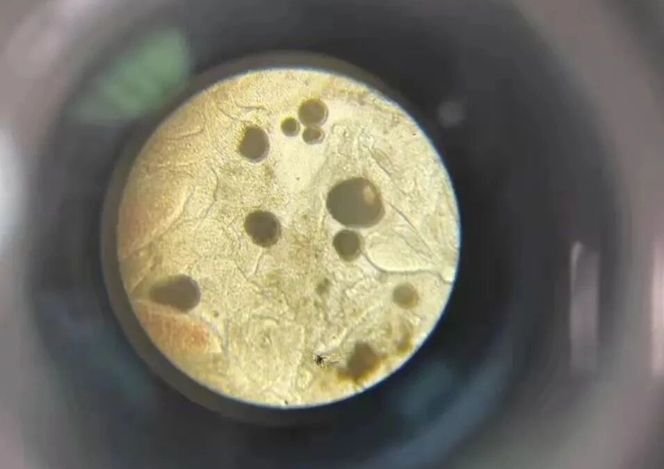 High incidence in autumn and winter! Is the small melon worm stubborn and hard to deal with? Here comes the practical tips for prevention and control!