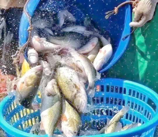 Is liver disease frequent in high-density farmed California bass? Please keep this prevention and control guide well!