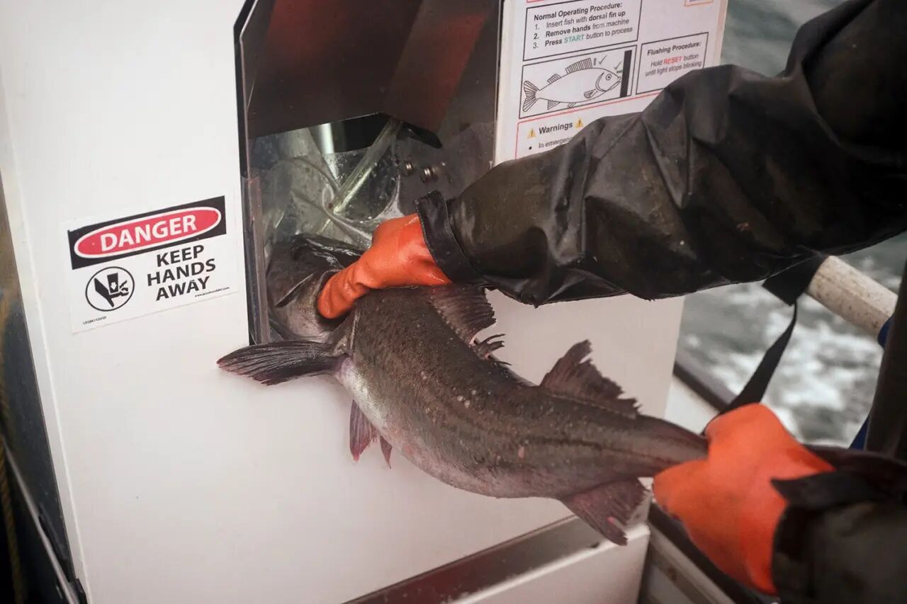 Kill a fish in just 7 seconds! The AI robot Poseidon astonishes the aquatic industry