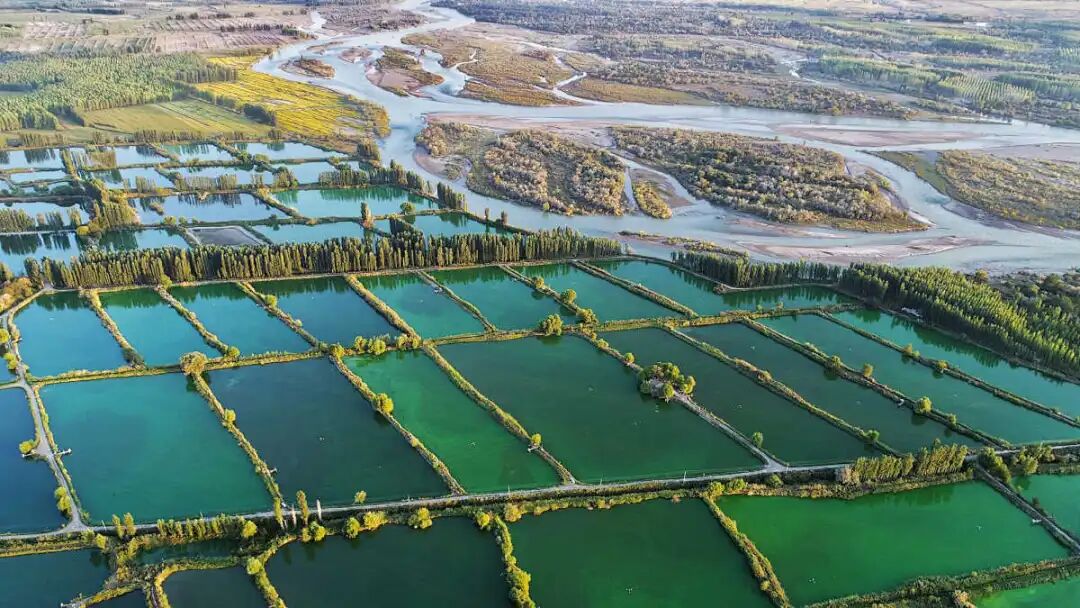 April 2026 National Aquaculture Disease Forecast and Prediction: Be Alert to These High-Risk Areas and Disease Types